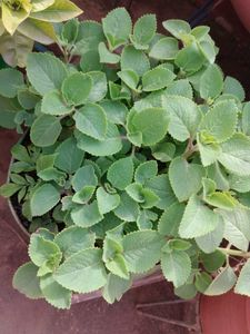 Vamma Plant Stems