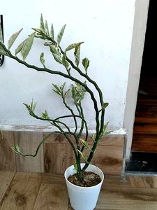 Live Plant In Sale Price With Pot
