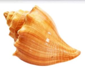 Natural Seashell Decor