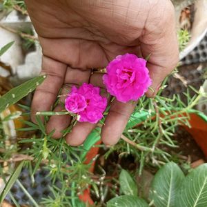 Combo Of Bud Rose/9&#39;o Clock