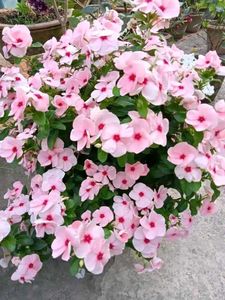Periwinkle Sadabahar  Different Clour Pack Of 2
