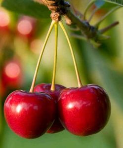 Fruits Seeds @ Low Price