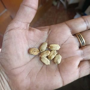 Vegetables Seeds @ ₹20