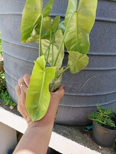 Philodendron @ Low Price