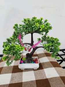 Bonsai Tree - Decoration Plant