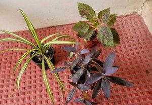 Set 3 Heart' Purple 💜 &amp; Pandanus&amp; Colous Plant