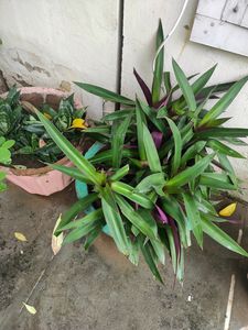 Combo Of 3 Plants - Dwarf Snake, Rio And Aloe