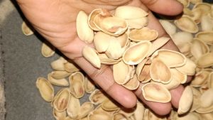 Empty Pistachio Shells