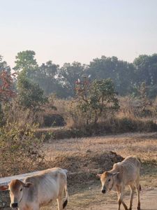 Samsung S21 FE 5G Mobile Phone