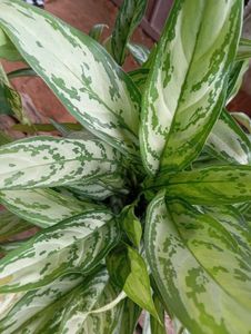 Aglaonema Plant