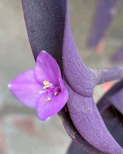 Purple Heart Plant