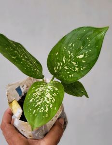 Set 2 Plants🪴
