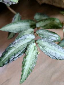Pellionia Vine