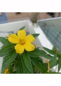 Beautiful Flowering plants seeds