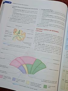 Human Neuroanatomy IB SINGH