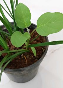 Brinjal/egg plant