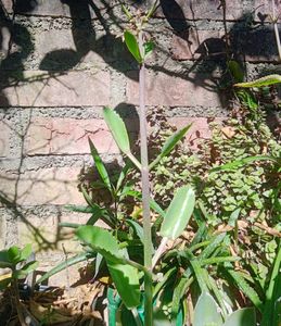 Combo Of Different Plants