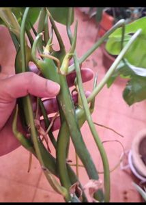 Philodendron Burle-marxii