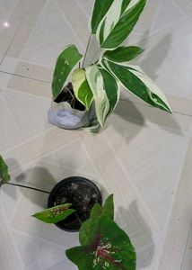 Set 2 Calcium,,&amp; Never Plants
