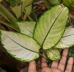 Variety Plants