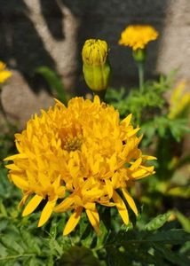 Orange Marigold Plant