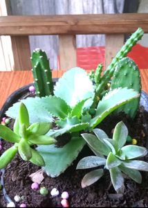 Succulent Arrangement