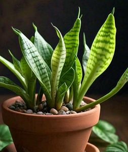 Combo Of Four 🍀 amazing Plants! Price Drop ❤️