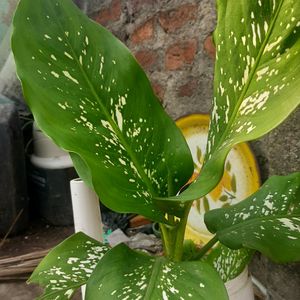 Plant