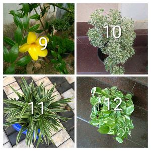 you can select 10 Live root plants