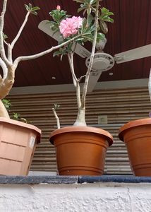 Adenium Double Petal Pink Flower Seeds 5