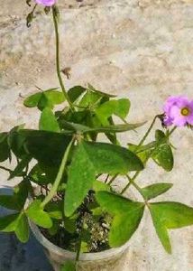 Rare Plant Combo11
