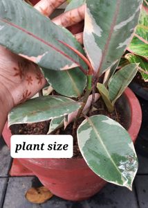 Variegated Rubber Plant