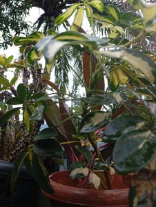 Dwarf Umbrella Tree Variegated