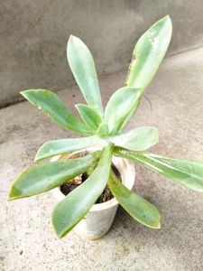 Assorted  Seccullents And Cactus
