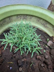 Rosemary Plant