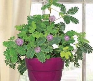 Touch Me Not Plant Seeds( A Pack Of 50)