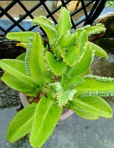 Artificial Plant