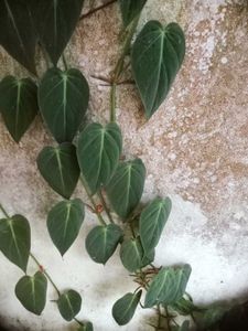 11 Live Root Plants