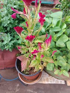 Rain Lily Plant And Red Velvet An Creeper Wine