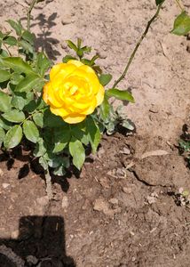 Yellow Rose Plant