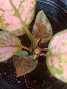 Pink Algonema