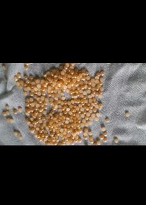 Half Pearl Stone 50 Gram