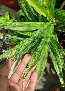 Aglonema Set