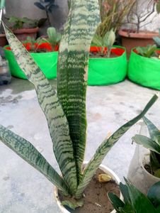 Snake Plant Combo