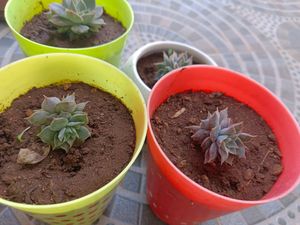 Set Of 4 Succulent (Without Pot)