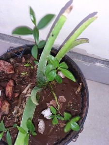 Jamun Plant