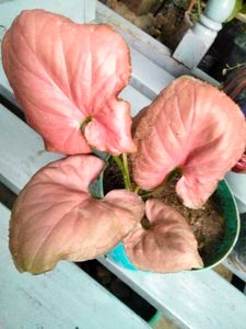 Air Purifying Snygonuims N Peperomia Combo