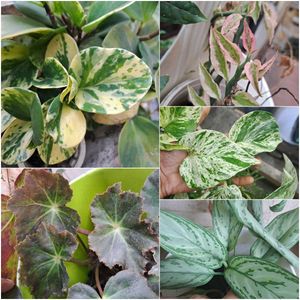 Set of 5 Variegated foliage plants