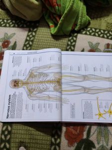 Human Body Encyclopedia
