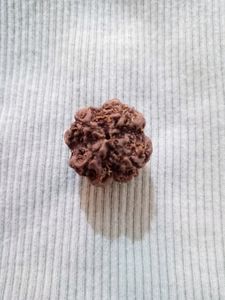 Original 4 mukhi rudraksha📿